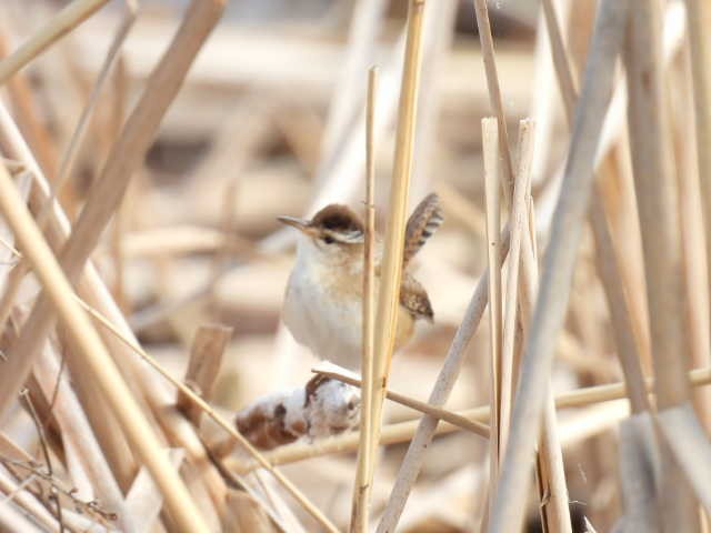 Marsh Wren - Joe McGill