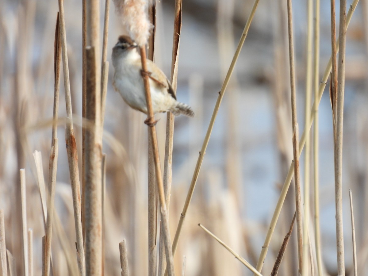 Marsh Wren - Joe McGill