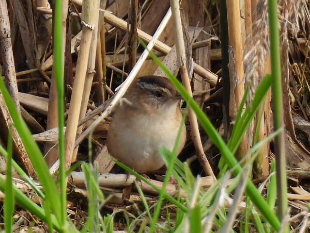 Marsh Wren - Joseph McGill