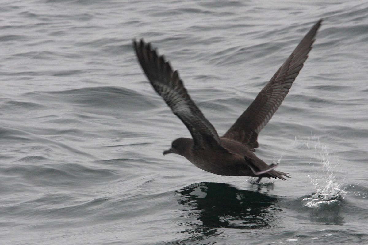 Sooty Shearwater - William Clark