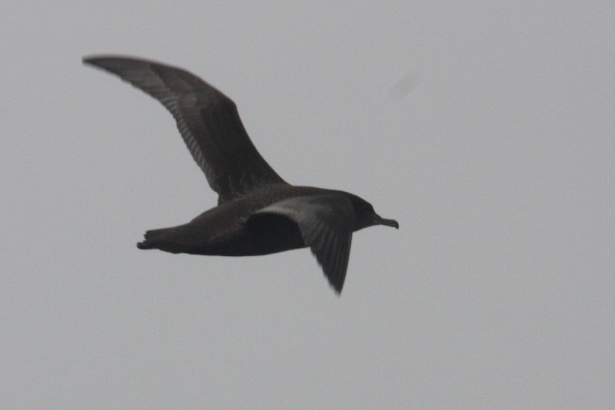 Sooty Shearwater - William Clark