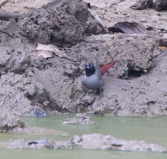 Black-faced Firefinch (Gray) - Marie Lister