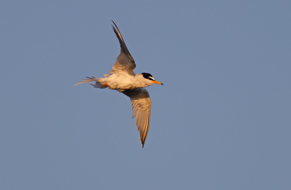 Little Tern - ML618946055