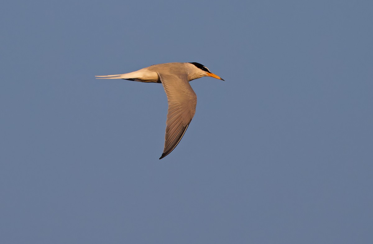 Little Tern - Robert Hutchinson