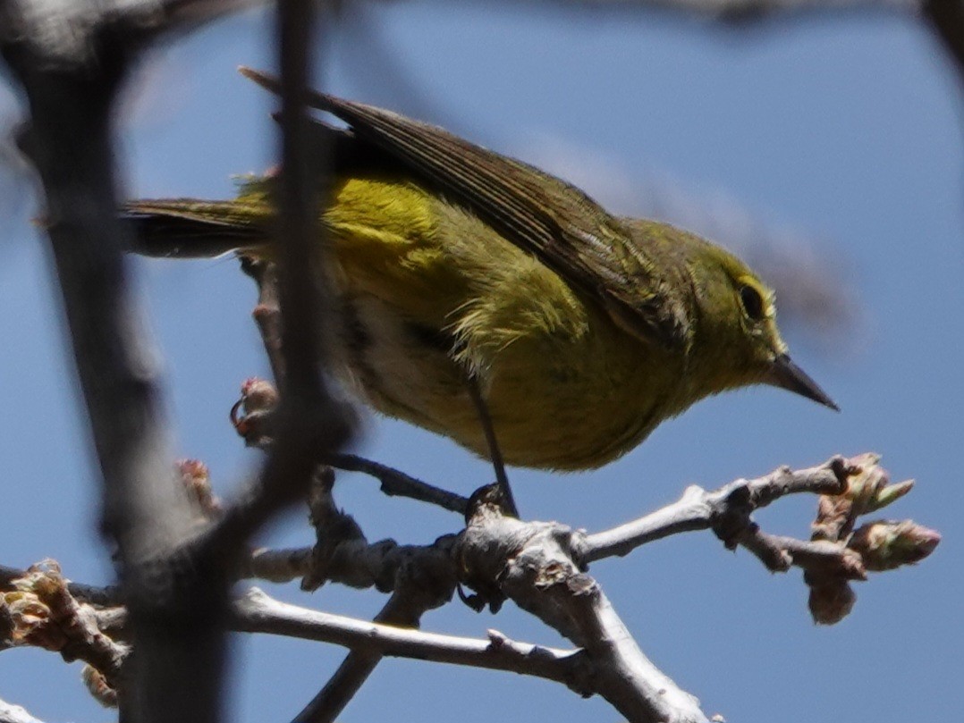 Orange-crowned Warbler - Kirsti Aamodt