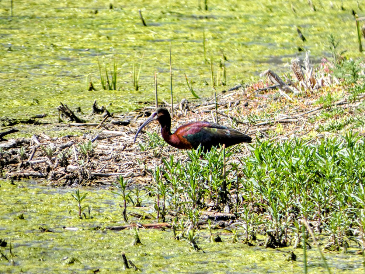 White-faced Ibis - Sarah Leslie