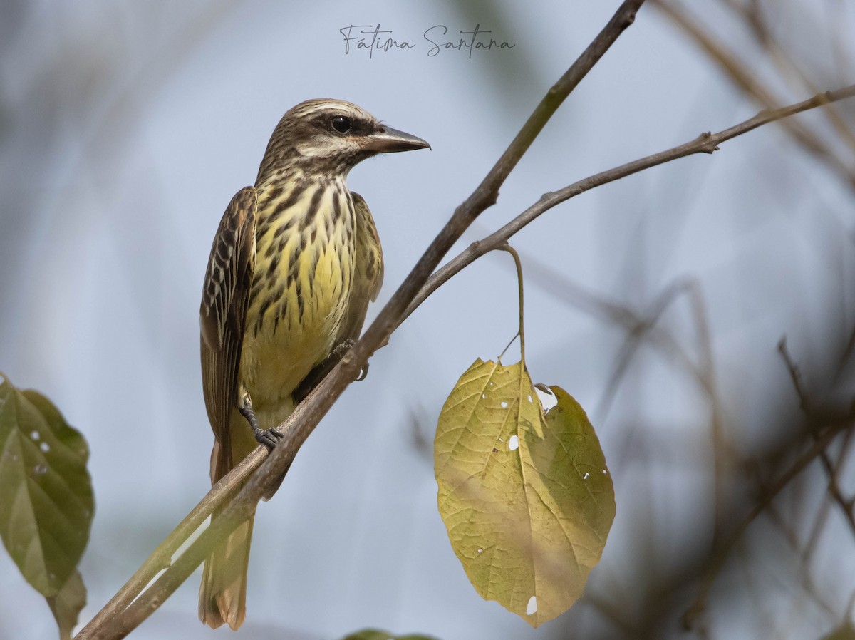 Sulphur-bellied Flycatcher - Fátima SantanaP