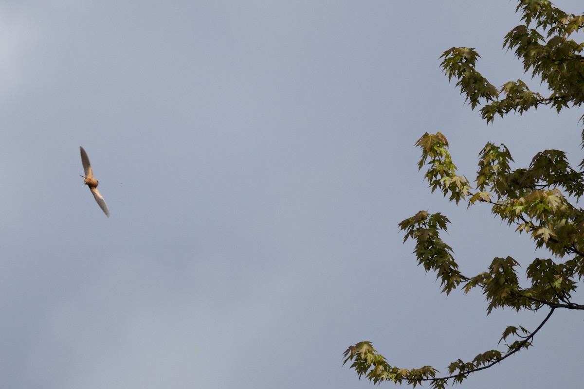 Barn Swallow - Anonymous