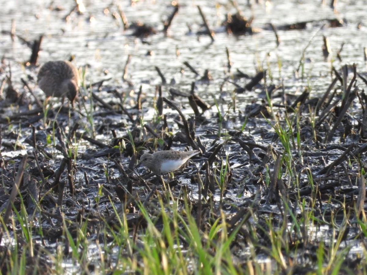 Temminck's Stint - ML618946107