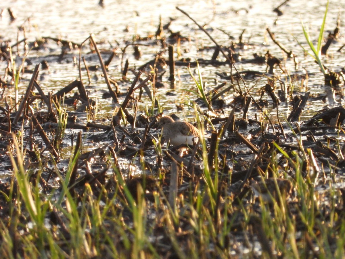 Temminck's Stint - ML618946108