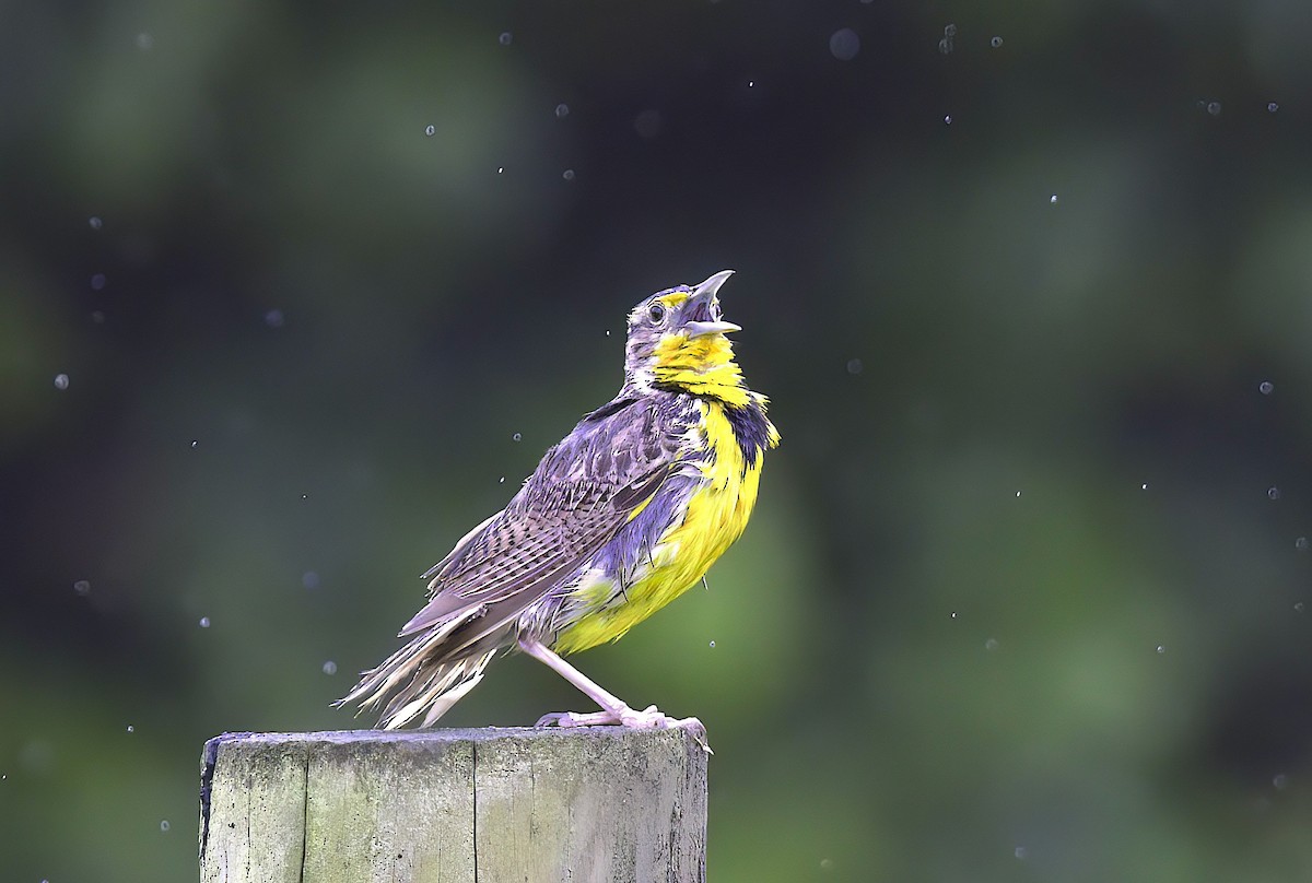 Western Meadowlark - Mandy Talpas -Hawaii Bird Tours