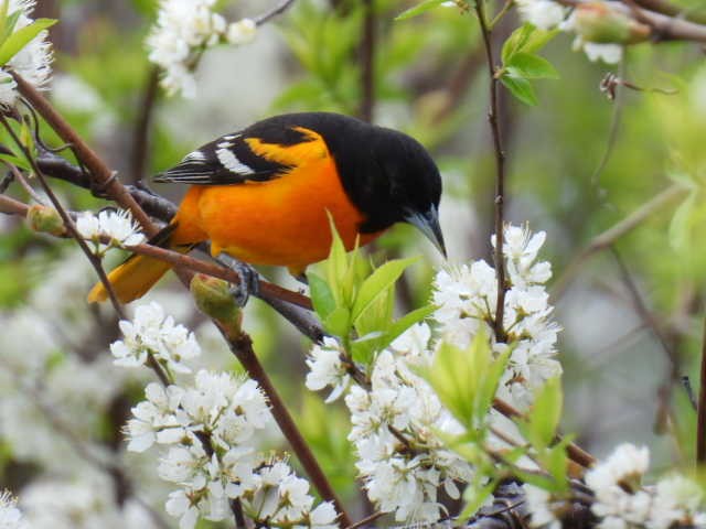 Baltimore Oriole - Joseph McGill