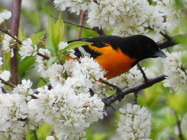 Baltimore Oriole - Joe McGill