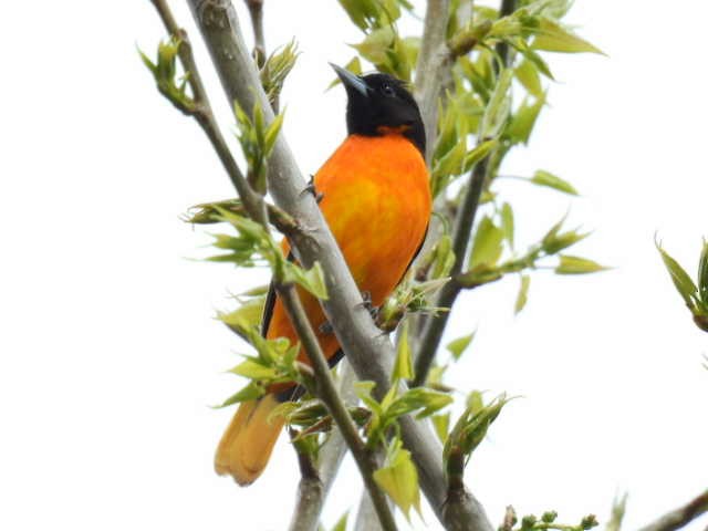 Baltimore Oriole - Joe McGill