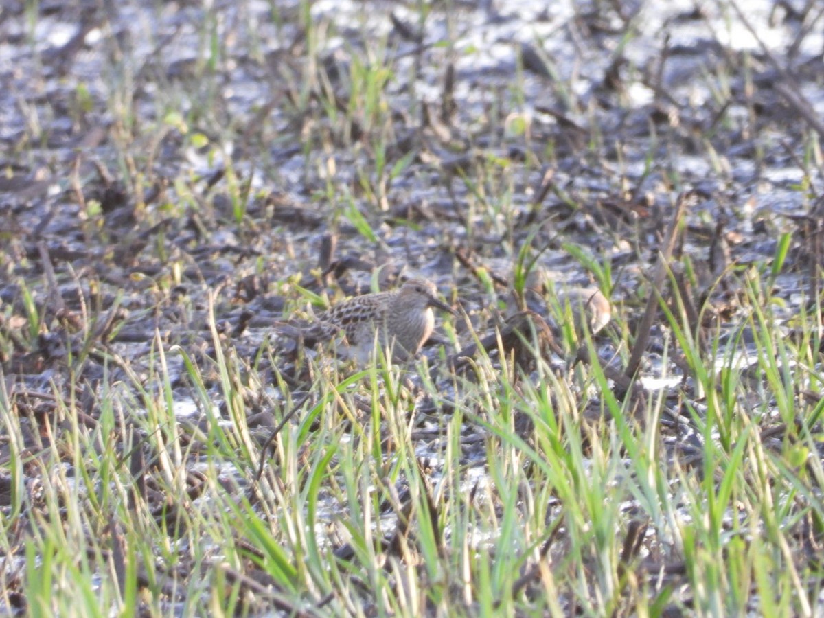 Pectoral Sandpiper - ML618946137