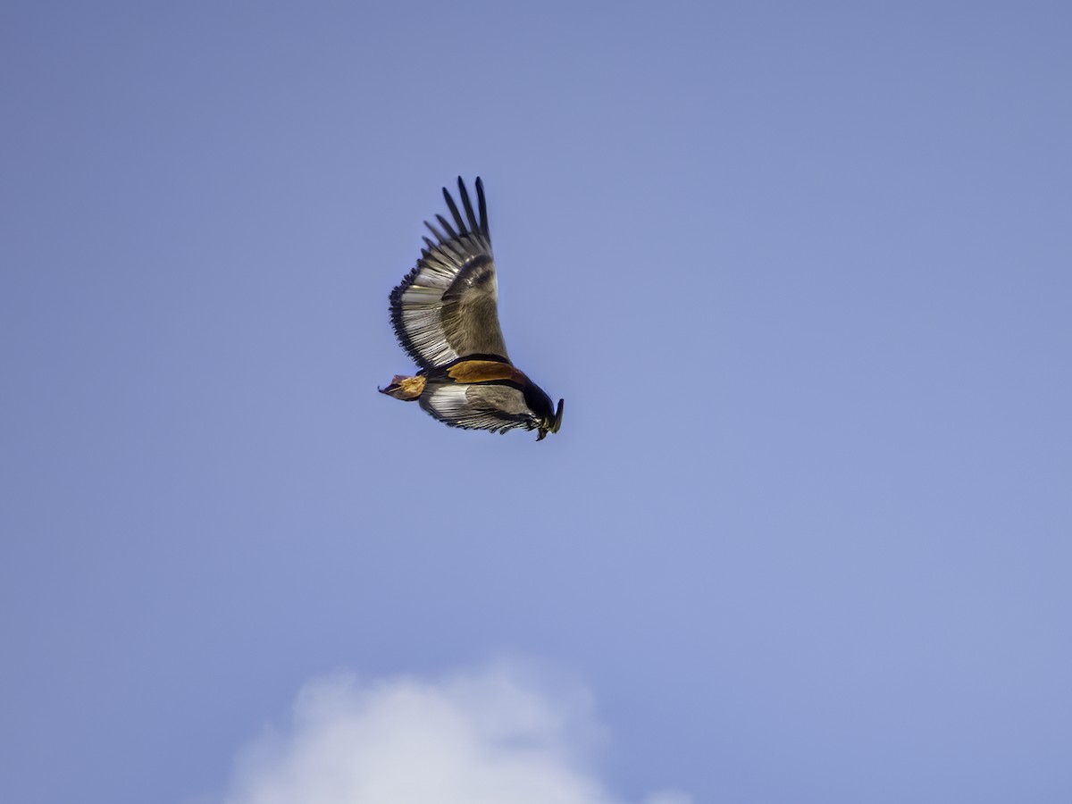 Bateleur - Hila Meyer Izmirli