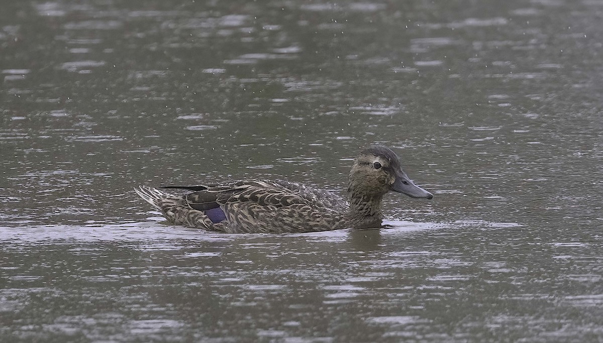 Hawaiian Duck - ML618946144