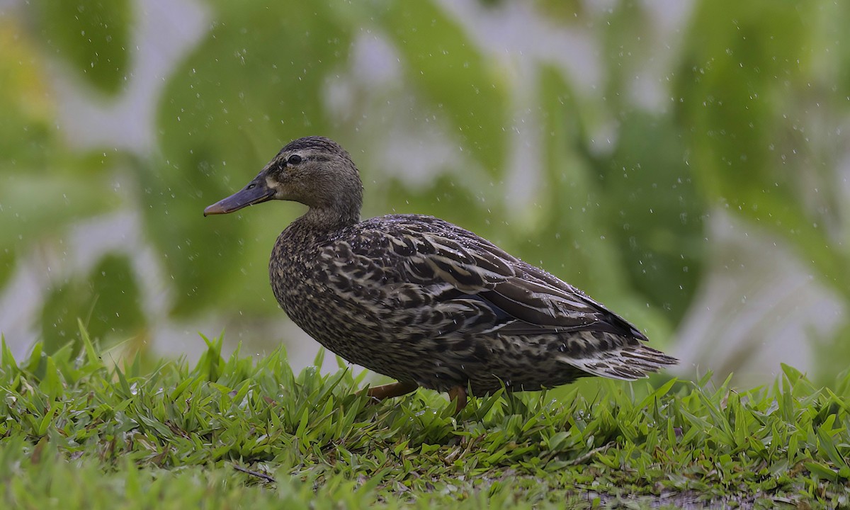 Hawaiian Duck - ML618946146