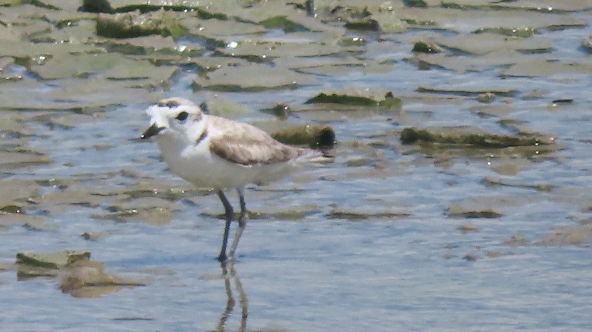 Snowy Plover - ML618946147