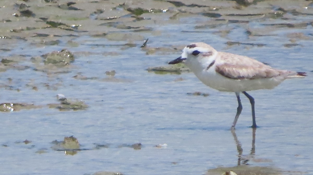 Snowy Plover - ML618946158