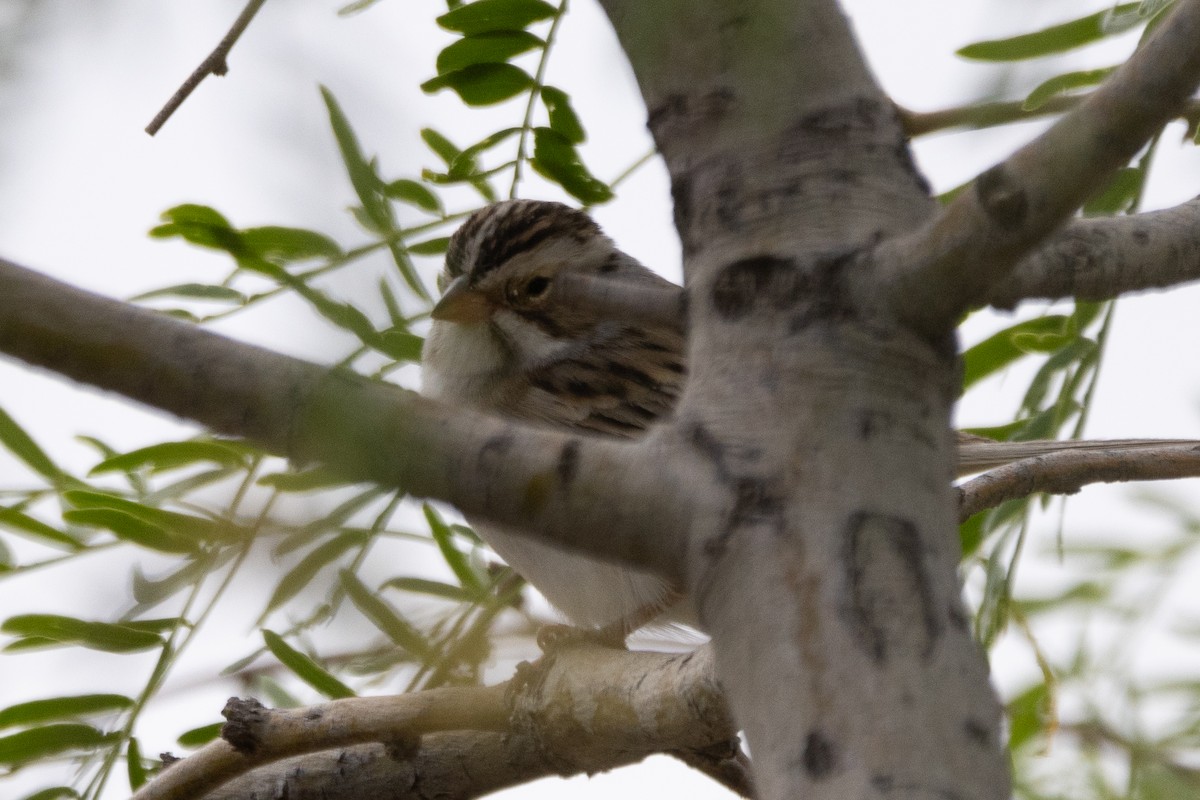 Clay-colored Sparrow - Jodhan Fine