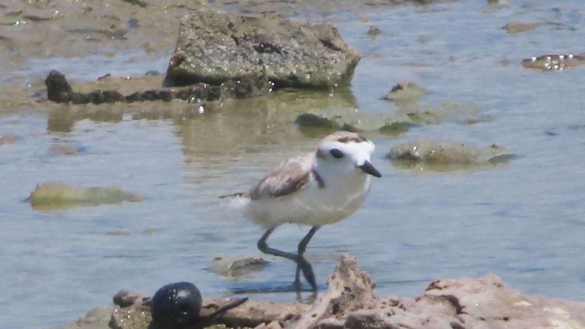 Snowy Plover - ML618946172