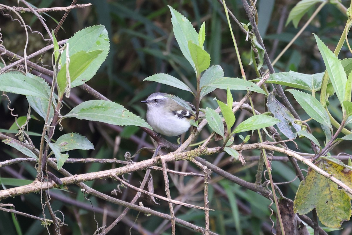 Tyranneau à sourcils blancs - ML618946178