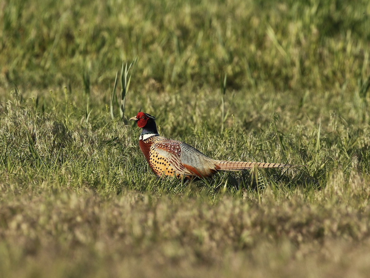 Ring-necked Pheasant - ML618946181