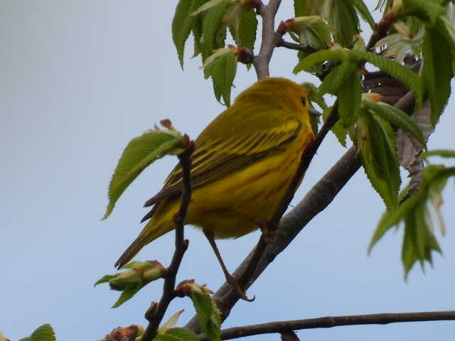 Yellow Warbler - Joe McGill