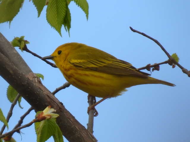 Yellow Warbler - Joe McGill