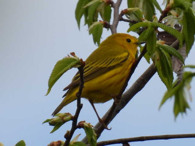 Yellow Warbler - Joe McGill