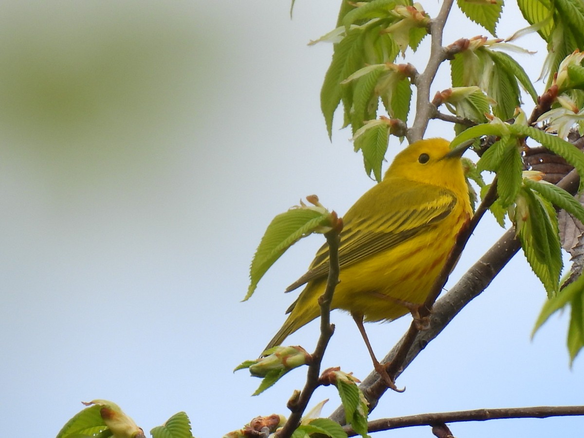 Yellow Warbler - Joseph McGill