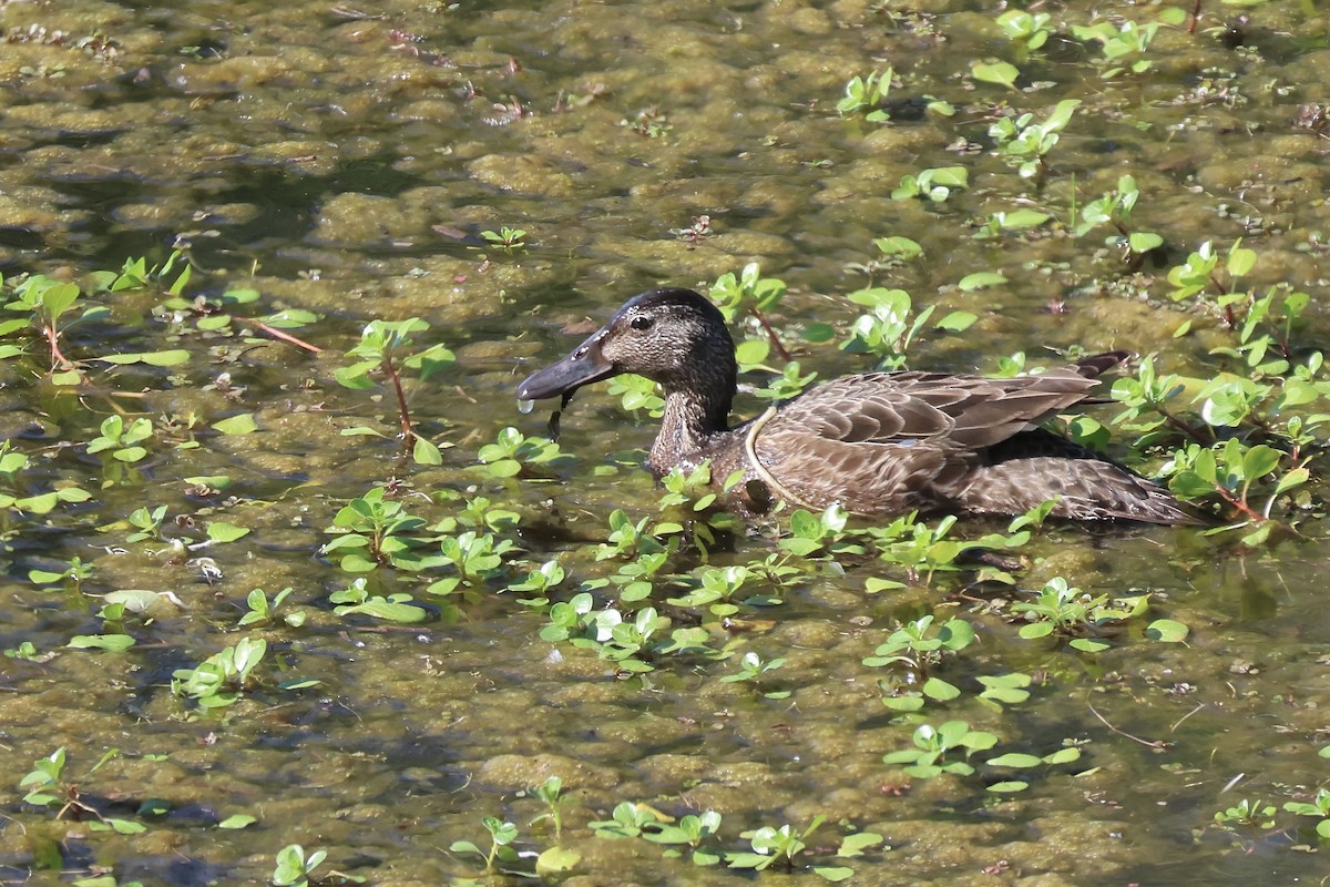 Cinnamon Teal - ML618946192