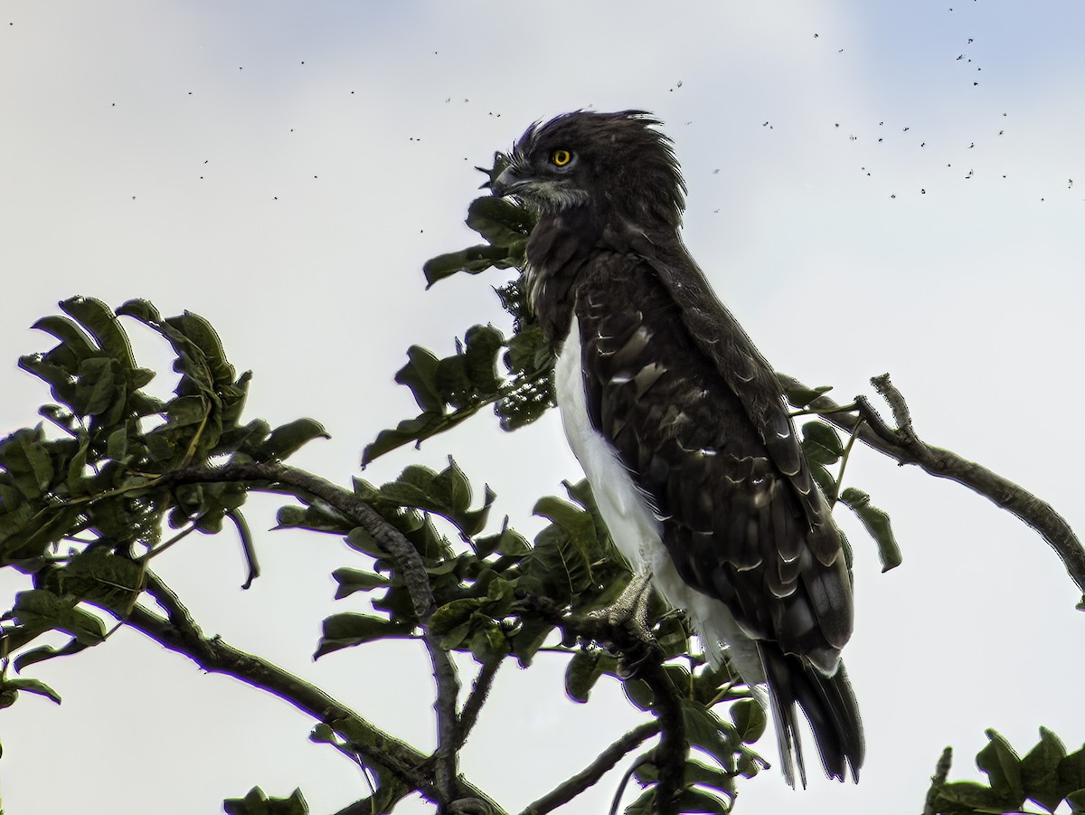 Black-chested Snake-Eagle - Hila Meyer Izmirli