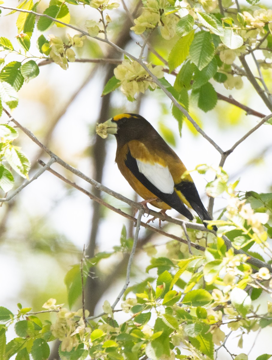 Evening Grosbeak - Esther Sumner