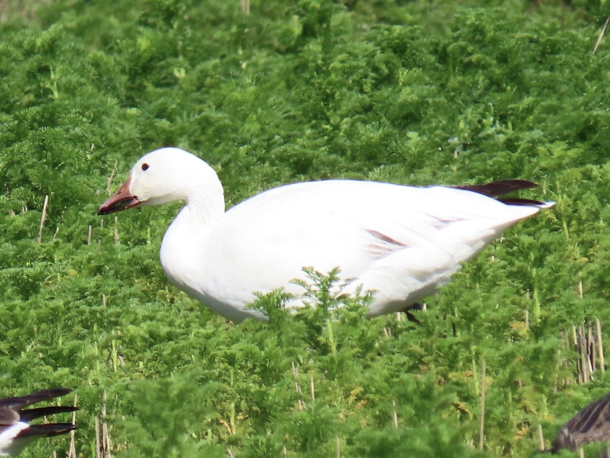 Snow Goose - ML618946206