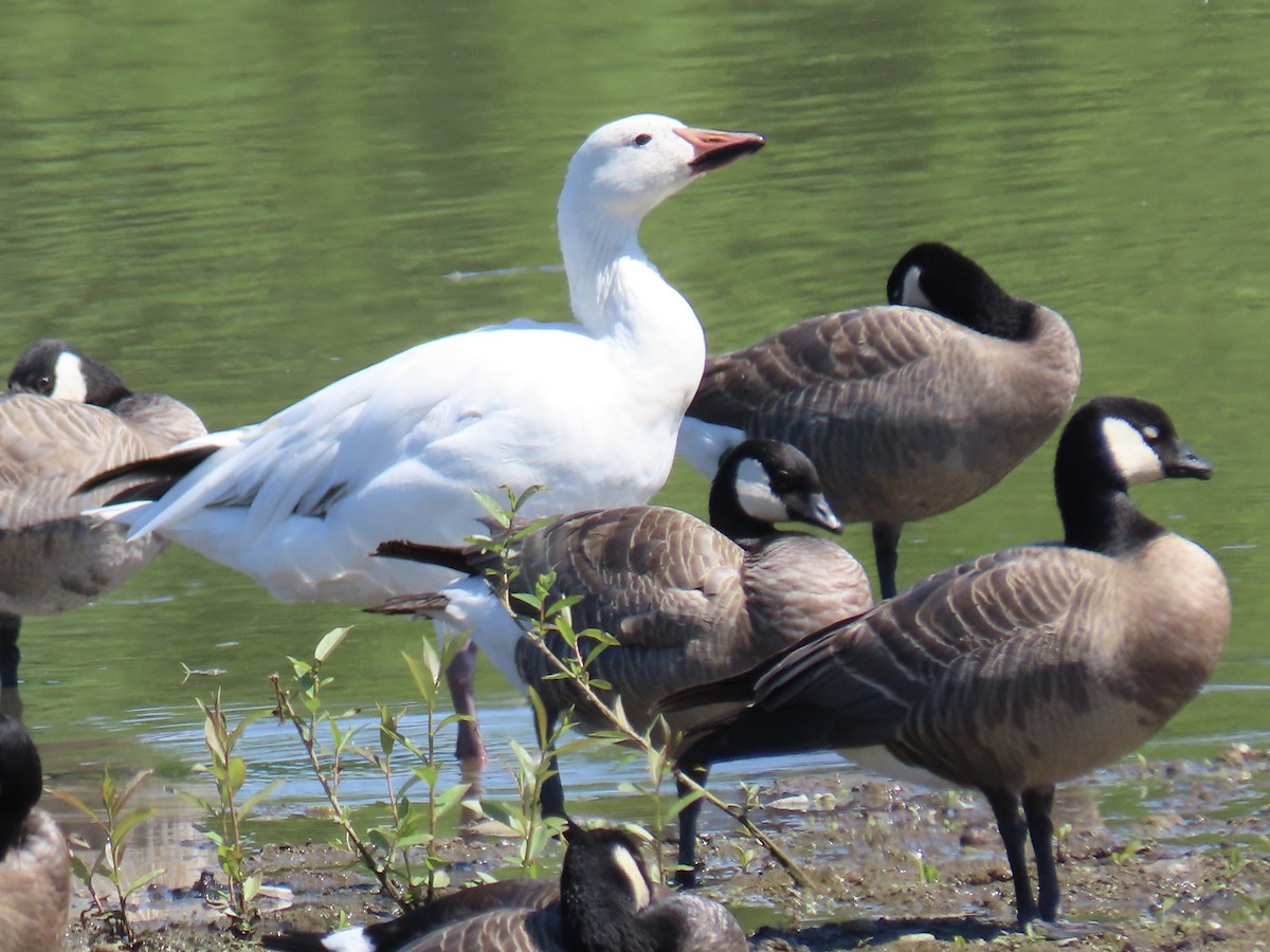 Snow Goose - ML618946207