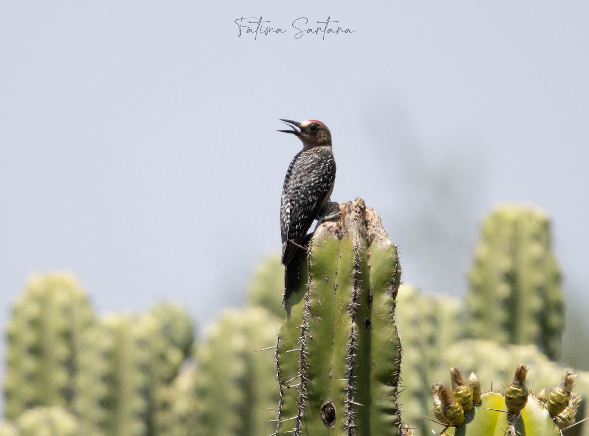 Gray-breasted Woodpecker - Fátima SantanaP