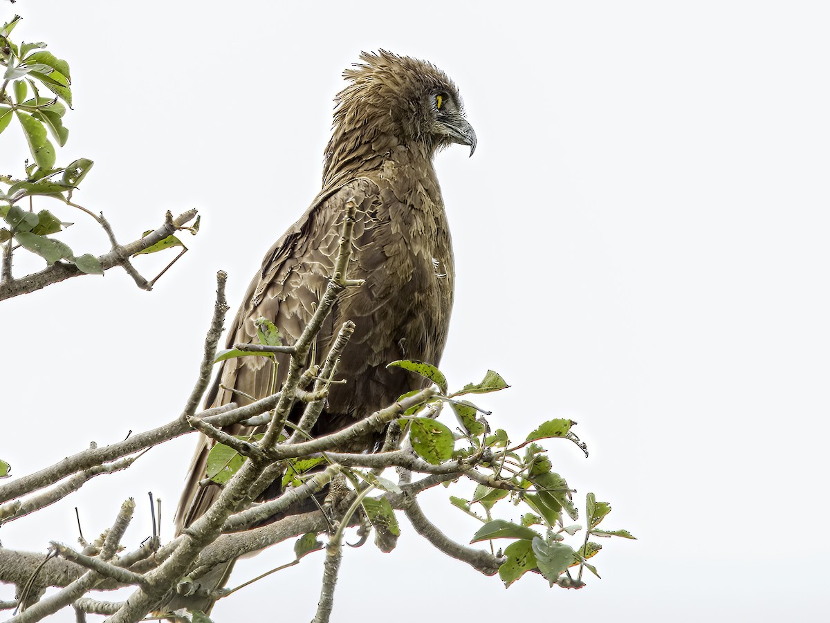 Brown Snake-Eagle - ML618946215