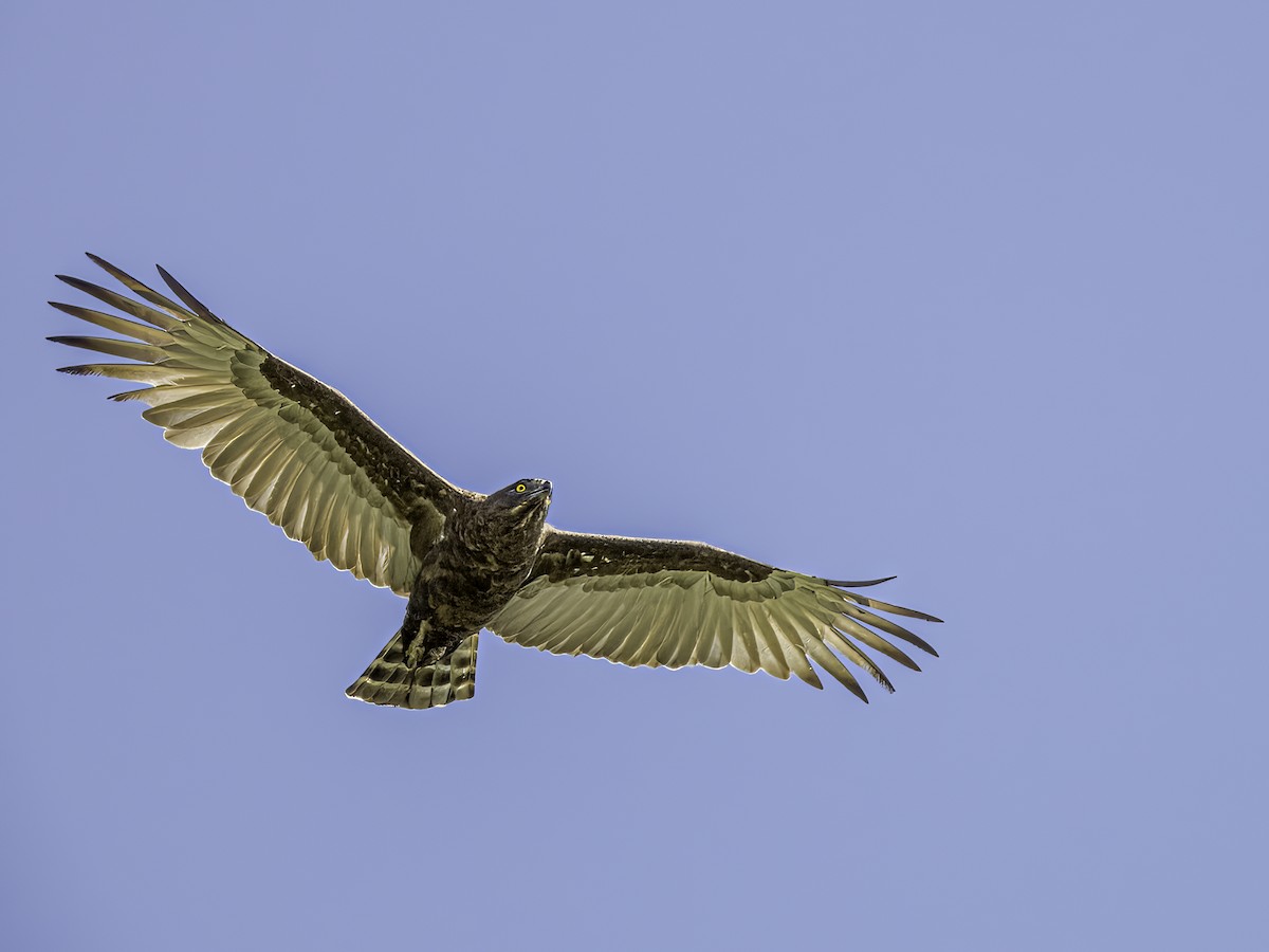 Brown Snake-Eagle - ML618946217