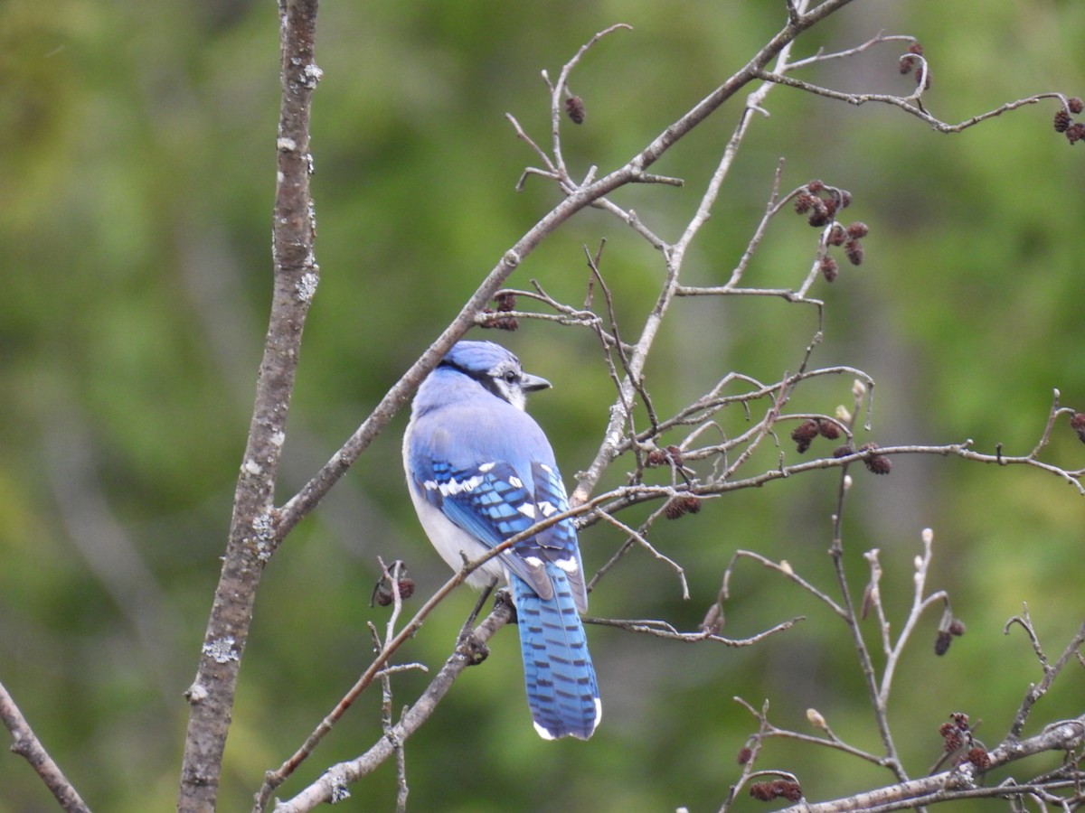 Blue Jay - Joe McGill