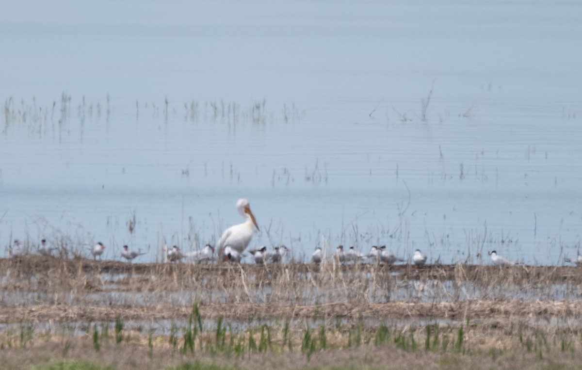 Caspian Tern - Esther Sumner