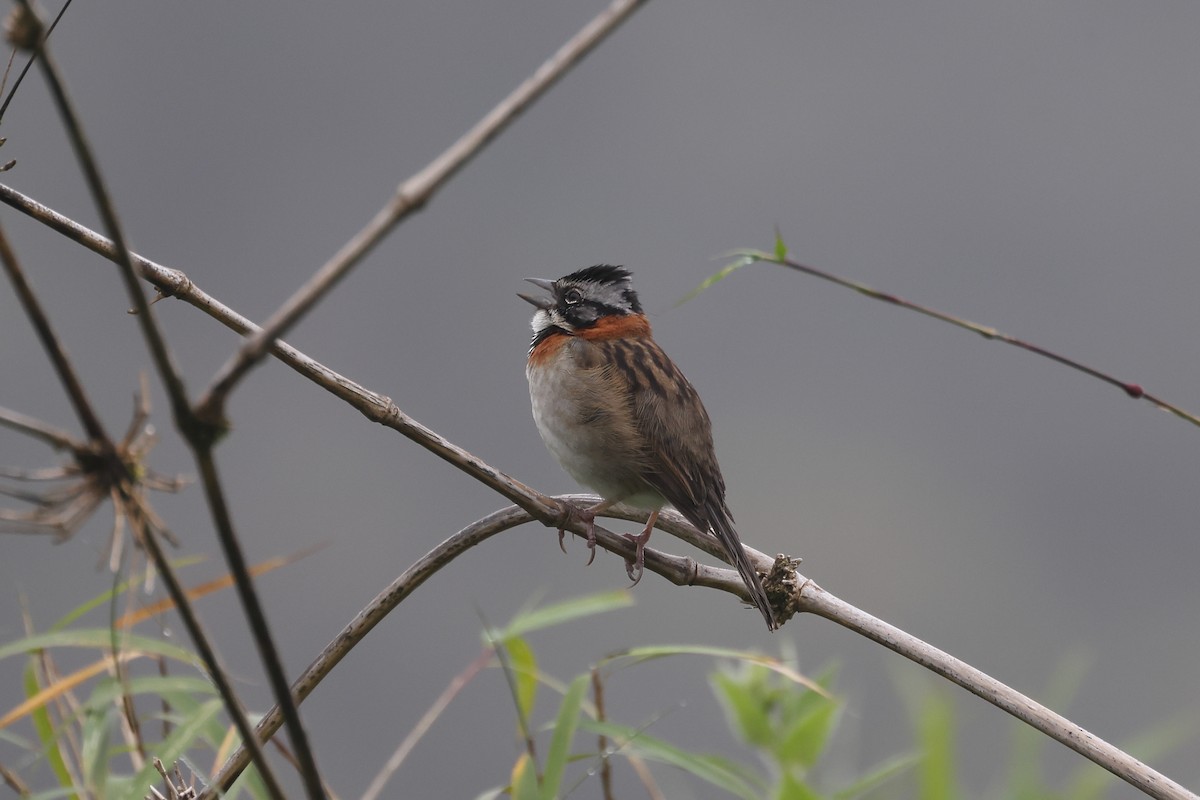 Rufous-collared Sparrow - Manuel Roncal
