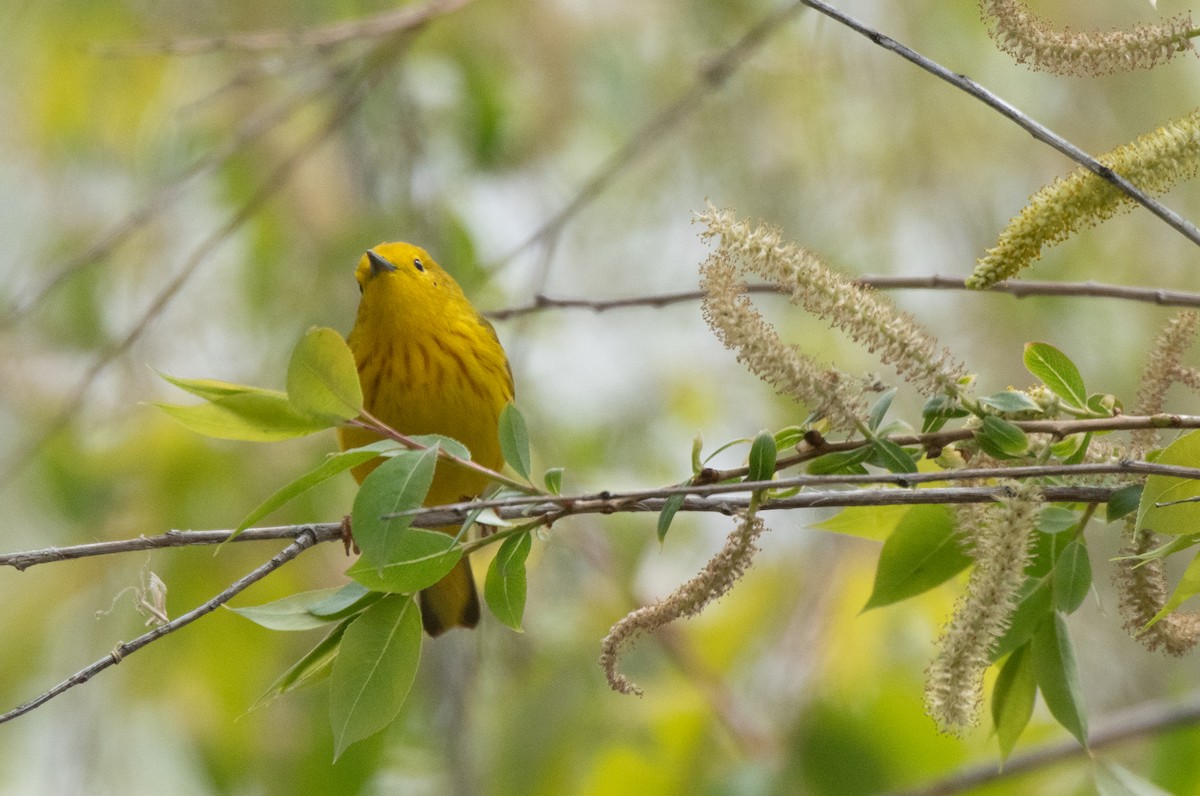 Yellow Warbler - Esther Sumner