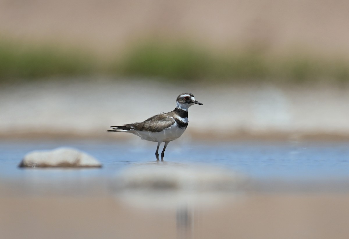 Killdeer - Ryan O'Donnell