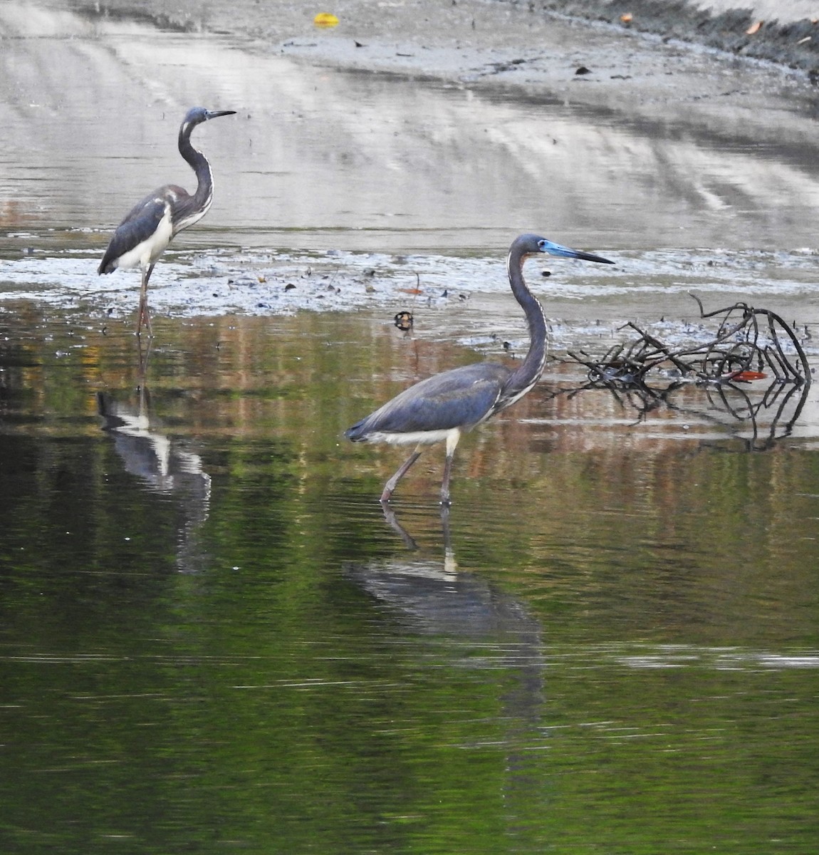 Tricolored Heron - ML618946248