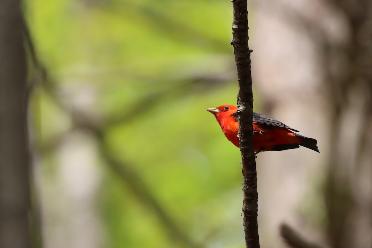 Scarlet Tanager - Michelle Chase