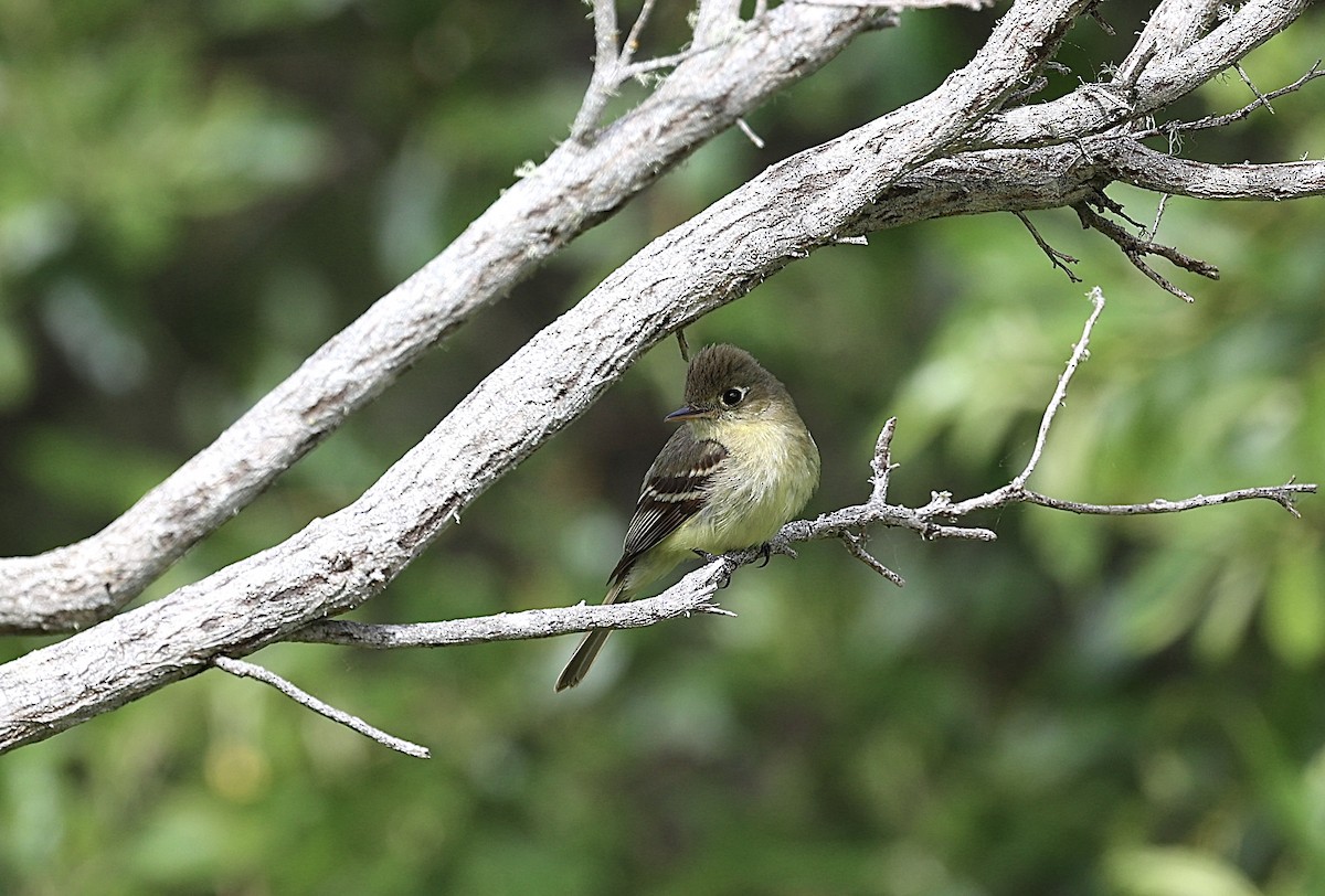 Western Flycatcher (Pacific-slope) - ML618946263