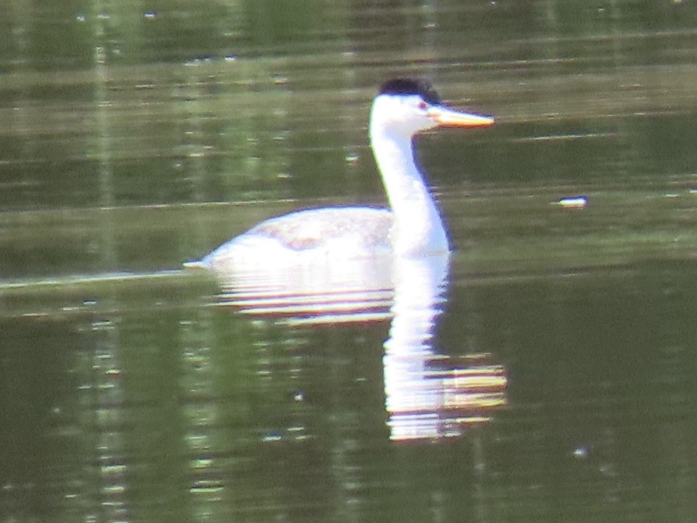 Clark's Grebe - ML618946272