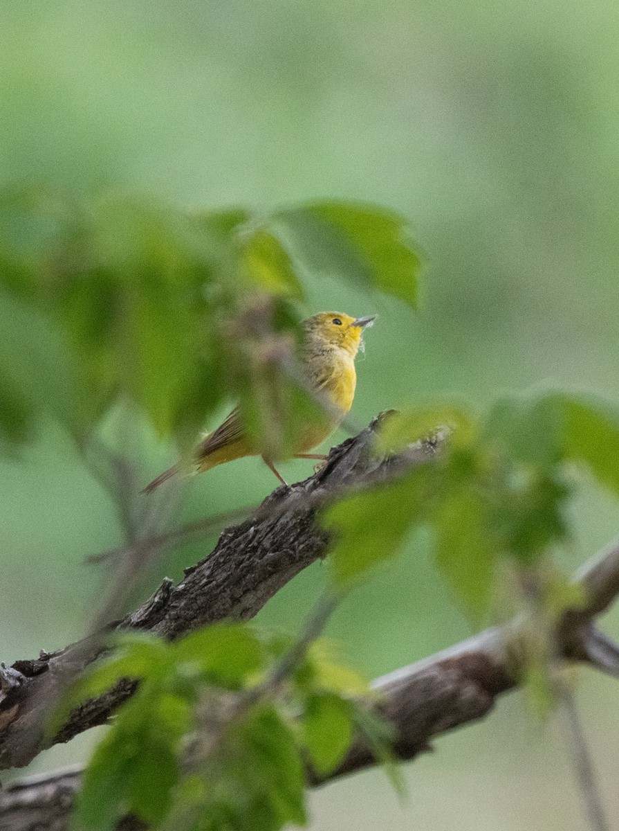 Yellow Warbler - Esther Sumner